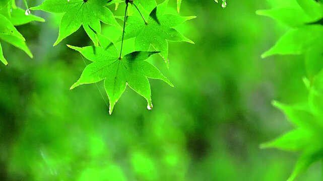 庭にある新緑の木々