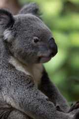 Fototapeta premium Koala Bear in Natural Habitat, Australia