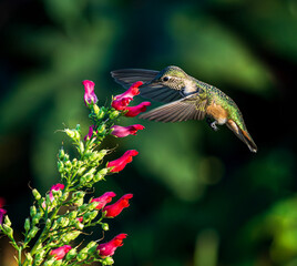 Fototapeta premium A Broad tailed Hummingbird female sipping nectar from a plant called Scrophularia macrantha, more commony known as Red Birds in a Tree, a hardy, drought tolerant plant hummingbirds love.