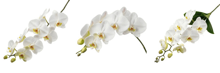 Fototapeta premium White Orchid Flower Sprays Set Isolated on White Background, Elegant Phalaenopsis Branch Collection, Beautiful Exotic Floral Bloom for Decorative Design, High-Resolution Transparent PNG Asset for Bota