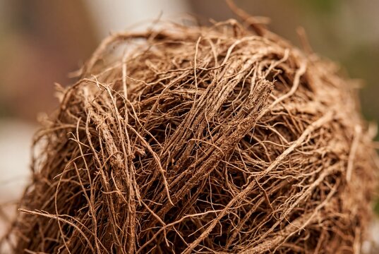 Natural Coir Fibers: Close-up Texture for Sustainable Product Design and Eco-Friendly Marketing