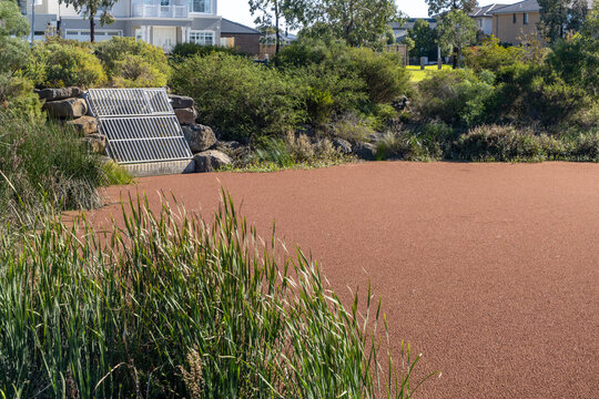 A wetland pond completely covered by reddish-brown azolla water fern, near a metal grate structures a concrete stormwater drain outlet in Point Cook, Melbourne Australia