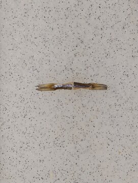 Dried koryushka fish pieces creatively arranged to form a clear horizontal line, representing both a hyphen punctuation mark and a mathematical minus sign, set against a speckled grey and white