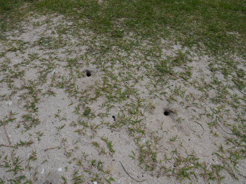 Small sand burrows of ghost crabs on sandy beach 
with sparse grass, Senaga Island, Tomigusuku, Okinawa, Japan