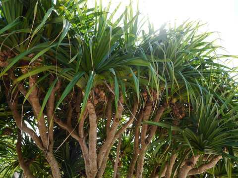 Pandanus tree trunks with long sword-shaped leaves 
and prop roots, Senaga Island, Tomigusuku, Okinawa, Japan