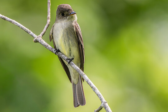 Eastern phoebe perched in a tree.