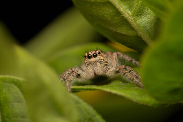 Obraz premium spider on a leaf