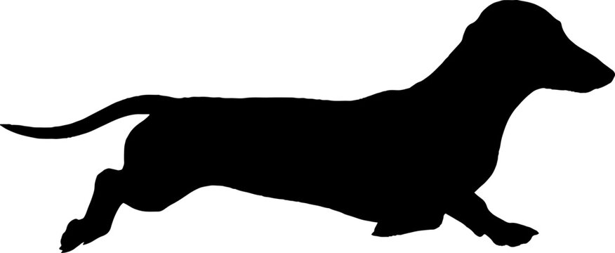 Running dachshund silhouette against a white background