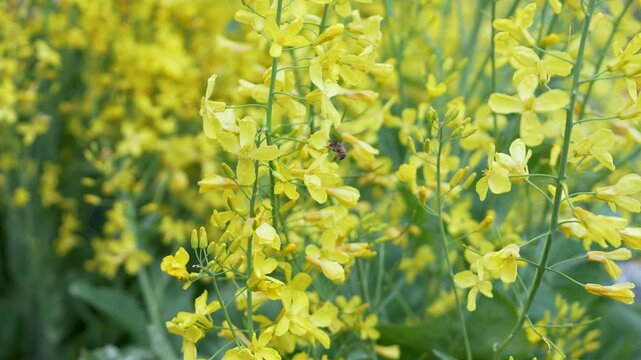 Blooming wild plant with many yellow flowers member of Brassicaceae family, commonly known as Rapeseed (Brassica napus), blossoming scented flowers attracting honey bees in spring and summer season.