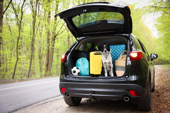 Cute dog and luggage in car trunk, space for text. Traveling with pet