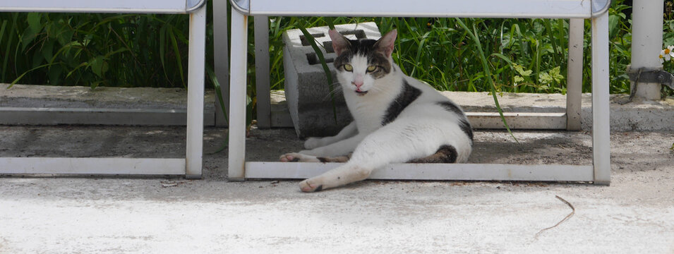 Black and white cat with bright green eyes resting 
under table and looking at camera, Senaga Island, Okinawa