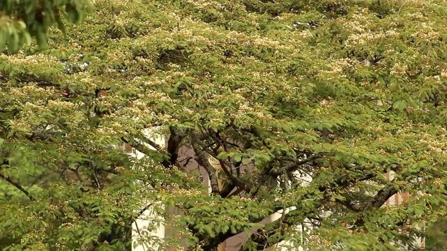 video of tree branches moving in the wind, bringing peace, tranquility, and joy to the people who watch it