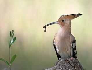 a beautiful hoopoe in the wild © alberto