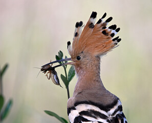 a beautiful hoopoe with food in its beak in the wild © alberto