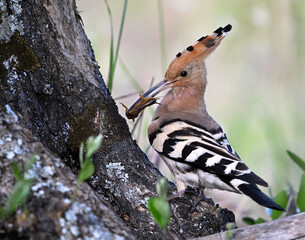 a beautiful hoopoe with food in its beak in the wild © alberto