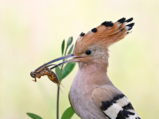 a beautiful hoopoe with food in its beak in the wild © alberto