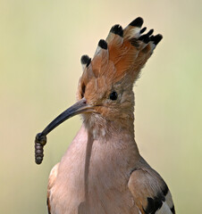 a beautiful hoopoe with food in its beak in the wild © alberto