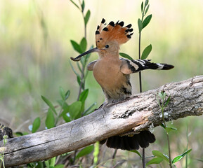 a beautiful hoopoe in the wild © alberto