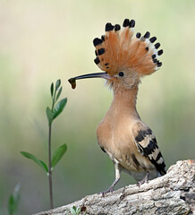 a beautiful hoopoe with food in its beak in the wild © alberto