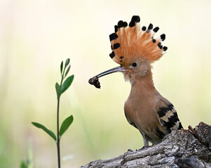 a beautiful hoopoe with food in its beak in the wild © alberto