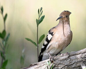 a beautiful hoopoe with food in its beak in the wild © alberto
