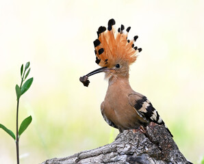 a beautiful hoopoe with food in its beak in the wild © alberto