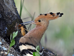 a beautiful common hoopoe in the wild © alberto