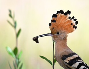 a beautiful common hoopoe in the wild © alberto