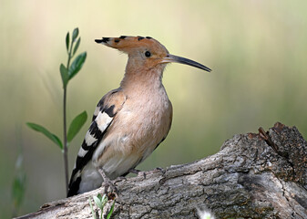 a beautiful common hoopoe in the wild © alberto