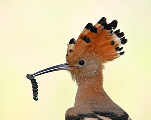 a beautiful common hoopoe in the wild © alberto