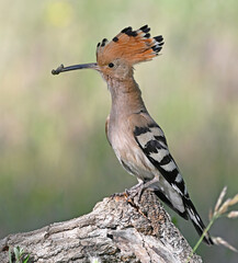 a beautiful hoopoe in the wild © alberto
