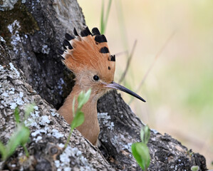 a beautiful common hoopoe in the wild © alberto