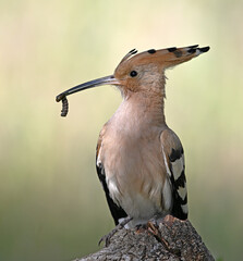 a beautiful common hoopoe in the wild © alberto