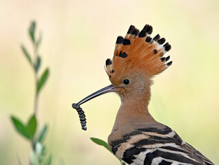 a beautiful common hoopoe in the wild © alberto