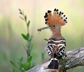 a beautiful hoopoe in the wild © alberto