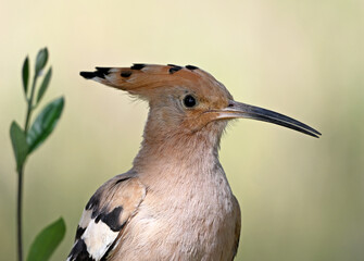 a beautiful common hoopoe in the wild © alberto