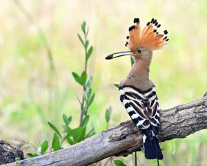 a beautiful common hoopoe in the wild © alberto