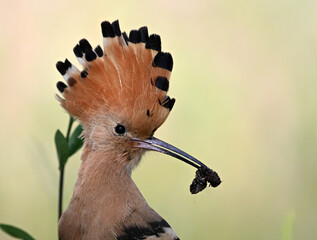 a beautiful common hoopoe in the wild © alberto