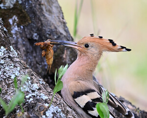 a beautiful common hoopoe in the wild © alberto