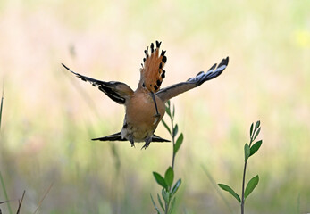 a beautiful common hoopoe in the wild © alberto
