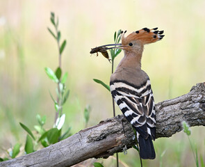 a beautiful common hoopoe in the wild © alberto
