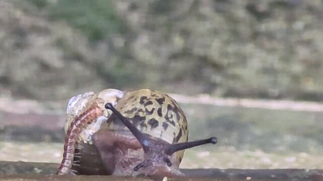 

Close-up of a small centipede crawling on top of a large snail's shell #002

달팽이의 껍데기와 몸통 위를 기어 다니는 작은 지네 클로즈업 영상 #002
