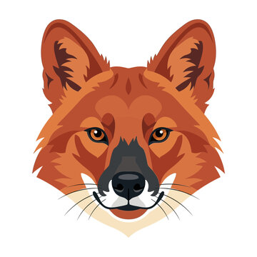 Dhole portrait, wild dog head, vector illustration, realistic style