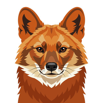 Stylized portrait of a dhole fox head with large ears and alert eyes, isolated on white.