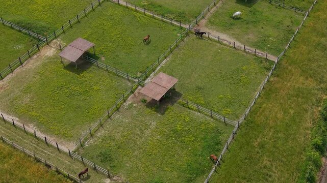 Overhead view of horses enjoying open paddocks surrounded by natural farmland in Lombardy, representing freedom and rural harmony.