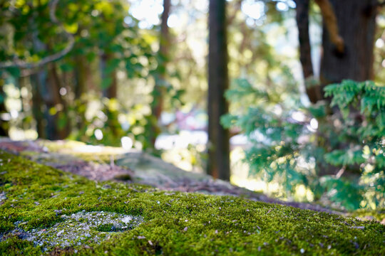 crisp green moss sunny forest background