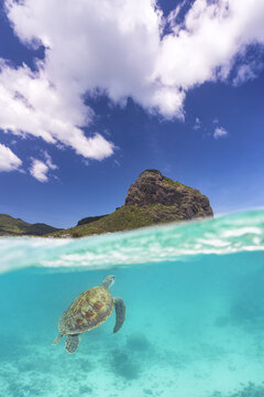 View of a sea turtle swimming in turquoise water with Le Morne Brabant mountain and white clouds in the background Mauritius.