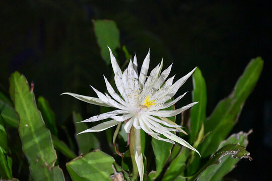 鳳凰の舞　Epiphyllum hookeri