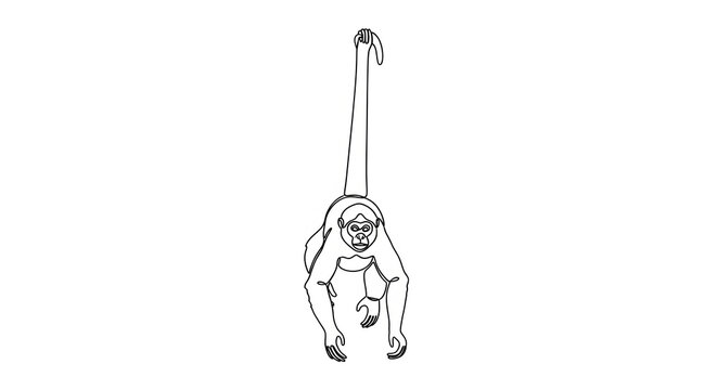 Continuous line drawing of a spider monkey hanging by its prehensile tail on a white background, minimalist black ink illustration of an arboreal primate in a vertical pose.