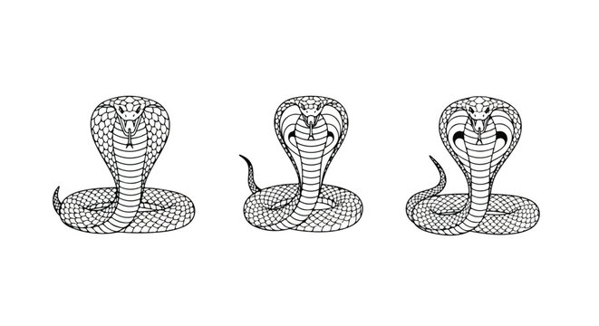 Dotted halftone cobra snake pattern border
